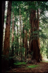 muirwoods0049