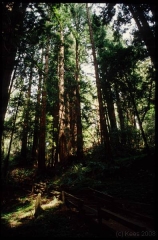 muirwoods0050