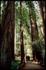 muirwoods0051