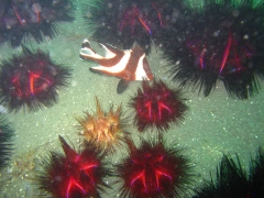 IMG_2425 Red Emperor Snapper - False Fire Urchin - Fire Urchin