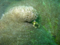 IMG_2428 Clown fish en anemone crab