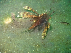 IMG_2439 Lionfish