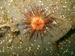 IMG_2440 Fire Urchin