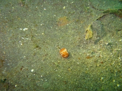 IMG_2443 Sidegill slug of undescribed nudibranch