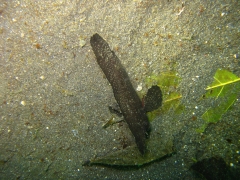 IMG_2445 Spiny Waspfish