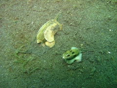 IMG_2455 Thick-edged Cowrie