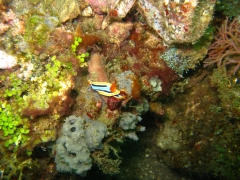 IMG_2466 Chromodoris Annae