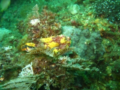 IMG_2468 Warty frogfish