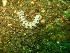 IMG_2506 Blu dragon nudibranch