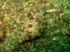 IMG_2509 filefish