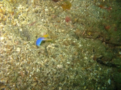 IMG_2539 Blue Ribbon Eel