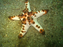 IMG_2543 Chocolate chip seastar