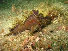 IMG_2551 Spiny Devilfish