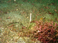 IMG_2555 pipefish