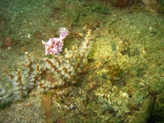 IMG_2557 filefish