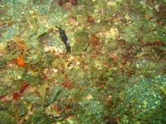 IMG_2572 Black Ribbon Eel