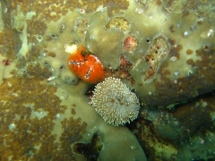 IMG_2586 Christmas tree worms