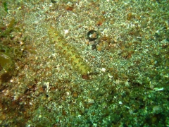 IMG_2593 Dragon nudibranch