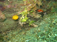 IMG_2599 Yellow boxfish