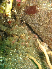 IMG_2601 Banded Boxer shrimp