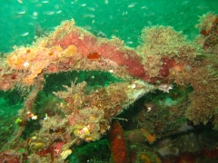 IMG_2603 Frogfish