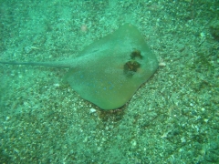 IMG_2612 Blue spotted stingray