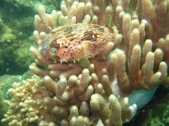 IMG_2615 Porcupine fish