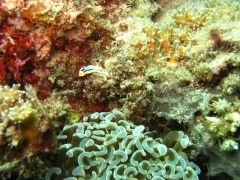 IMG_2622 Anna's Chromodoris