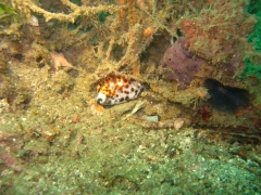 IMG_2633 Tiger Cowrie