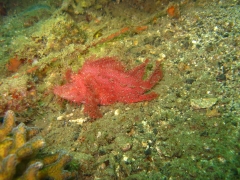 IMG_2636 Ambon scorpionfish