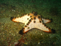 IMG_2642 Horned seastar