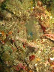 IMG_2649 Peacock Mantis shrimp