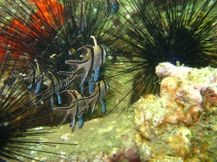 IMG_2655 Banggai Cardinalfish