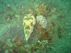 IMG_2824 Porcupine fish