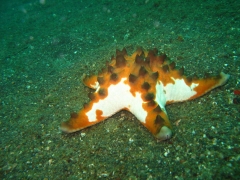 IMG_2831 Horned seastar