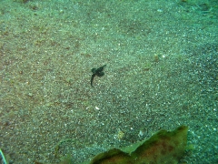 IMG_2698 Slender Sea Moth