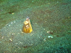 IMG_2700 Black-finned Snake Eel