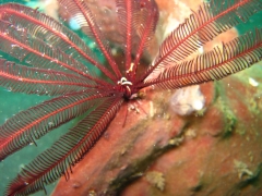 IMG_2705 Beautiful Feather Star