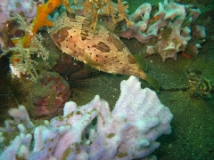 IMG_2713 Porcupine fish