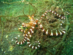 IMG_2751 Wunderpus