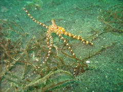 IMG_2753 Wunderpus