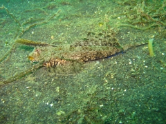 IMG_2756 Fingered Dragonet