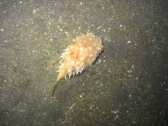 IMG_2766 Porcupine fish