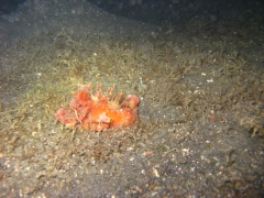 IMG_2770 Devil Scorpionfish