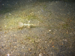 IMG_2818 Delicate Ghost Pipefish