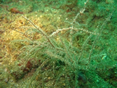 IMG_2866 Anker's whip coral shrimp