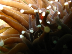 IMG_2988 Mushroom Coral Shrimp