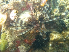 IMG_2999 Lionfish