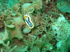 IMG_3006 Chromodoris Annae