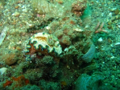 IMG_3010 Girdled Glossodoris